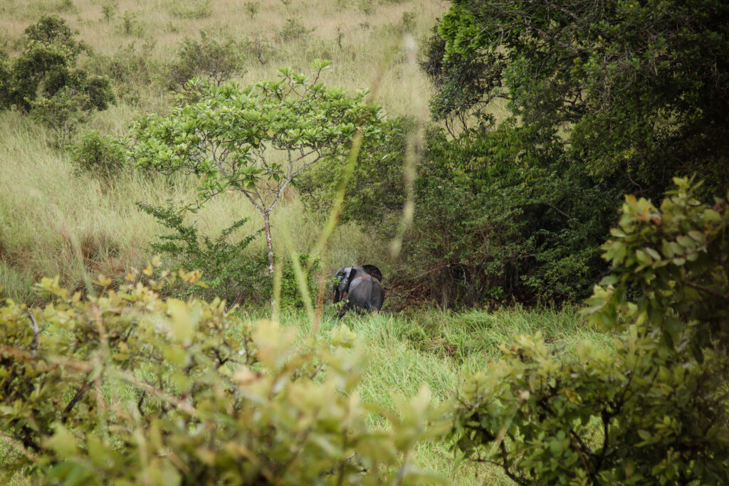 Gabon forest elephant, Parc Lopé