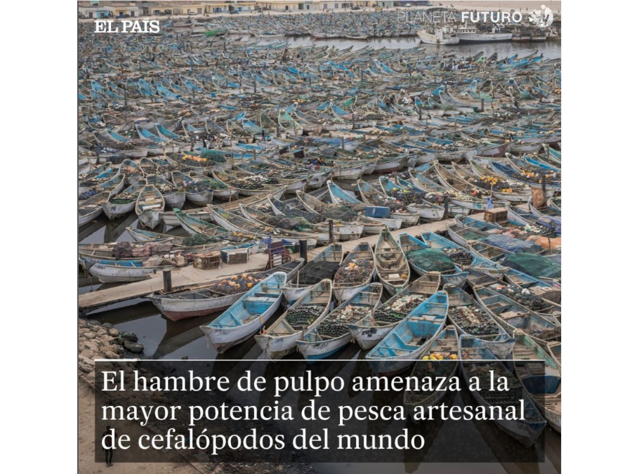 El hambre de pulpo amenaza a la mayor potencia de pesca artesanal de cefalópodos del mundo – El País